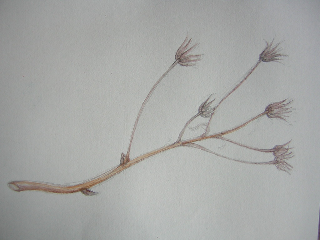 ���ɂ����