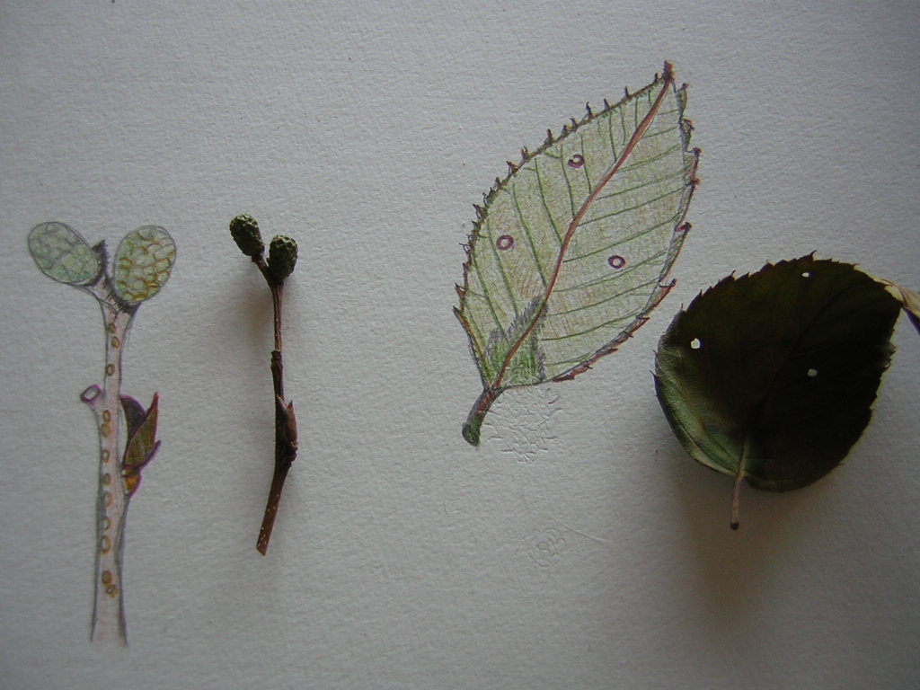 ��傤������