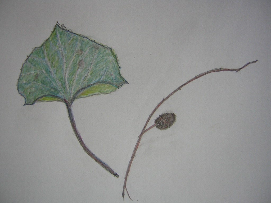 �Ƃ������